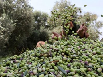 Oliveiras