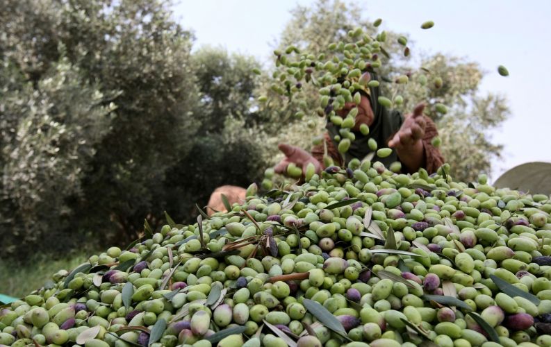 Oliveiras