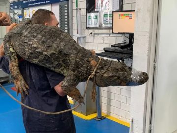 Jacaré é capturado dentro de oficina em Tubarão