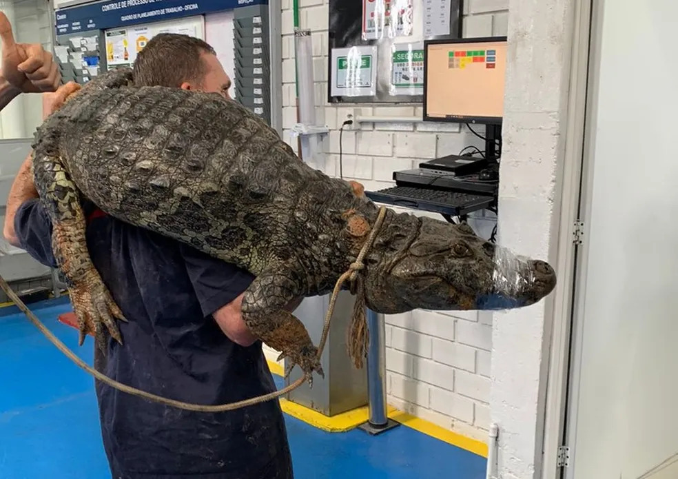 Jacaré é capturado dentro de oficina em Tubarão